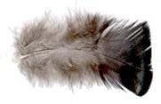 image of turkey feather